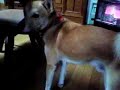 Dog retrieve Newspaper Dog retrieve Newspaper