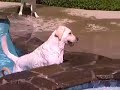\"Dog Tales\" episode D-121 promo \"Dog Tales\" episode D-121 promo
