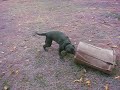My Black Labrador Retreiver playing
