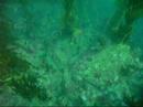kelp forest kelp forest