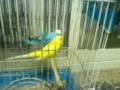 Bird On HONEY MOON.. تزاوج طيور الحب