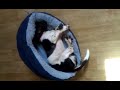 Click here to watch this video duke snoring