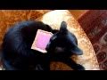 Epic Nyan Nyan Cat Real Life - YouTube