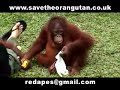 Save the Orangutans Part 3 of 3