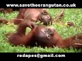 Save the Orangutans Part 3 of 3