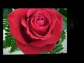 See Video