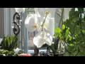 videos de Inauguration Week Luxury www.pincerpoint.com