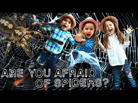 Spiders for Kids - Orb Weaver Spider: Are you Afraid of Spiders?