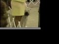 AKC, American Kennel Club Dog Show