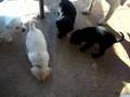 Labrador Retriever video