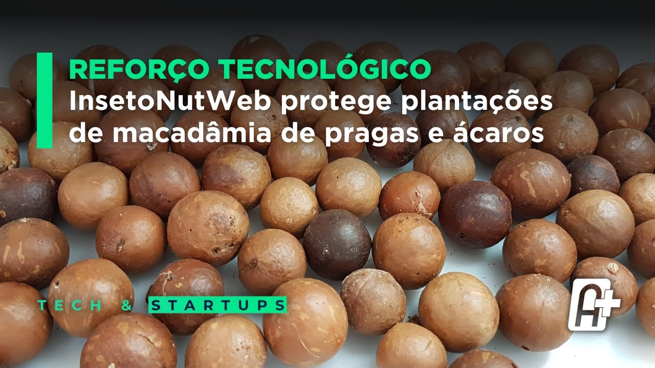 Reforço tecnológico: InsetoNutWeb protege plantações de macadâmia de pragas e ácaros
