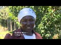 Click here to watch this video Rehabilitating the Aberdares: The Trickling Effect