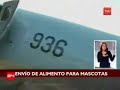 Chaitén: FACh lleva alimentos a mascotas abandonadas