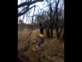 Deewells tree hunt