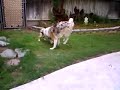 haiden humping molly, again, and again