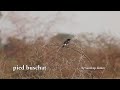 pied buschat.mpg
