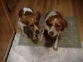 videos de Sit for treats