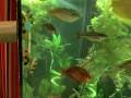 videos de clown loaches in 125 gallon tank