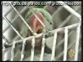 Burung baca quran