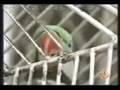 Burung baca quran