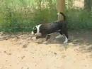 Border Collie male pups
