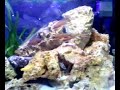 Acquario Tanganika Altolamprologus, Leleupi Paracyprichromis