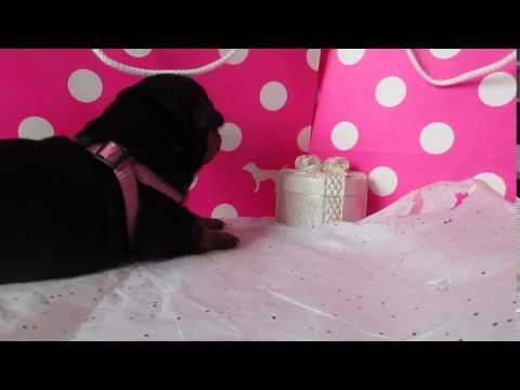 German Rottweiler puppy 1