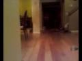 videos de Blopper