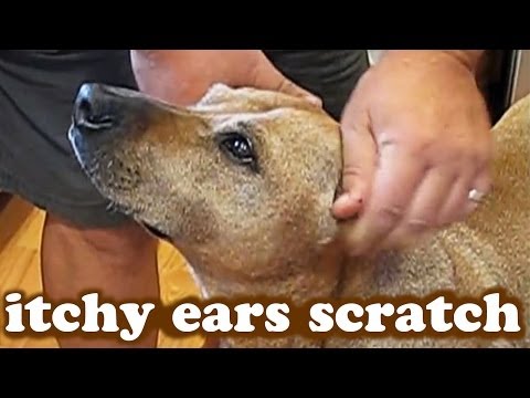 how to relieve my dogs itching