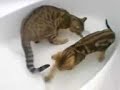 Bengal cats playing in the bath tub Bengal cats playing in the bath tub