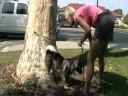 See Video