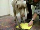 Paw Painting 2007 -- Brumley