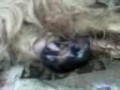Chinggay gives birth Chinggay gives birth