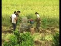 Chinesische Arbeiter auf Reisfeld