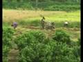 Chinesische Arbeiter auf Reisfeld