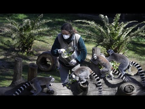 Zoos nagen am Hungertuch - drohen bald Notschlachtu ...