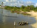 stalking crocodile