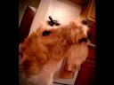Boo - Wire Fox Terrier Standing Trick Boo - Wire Fox Terrier Standing Trick