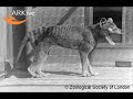 -*-Legendary Or Rare Animals