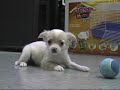 Chihuahua Antics