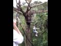 videos de Jim ziplining at Flight of the Gibbon