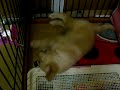 Hanny nossa Golden Retriever espoleta!!!