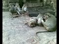 Monos