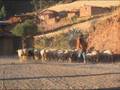 Chimu Bedón - La Chismosa Corongo - Ancash