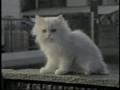 White Call(ホワイトコール) 昨日なに食べた編