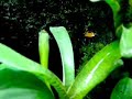 Mantella betsileo feeding Mantella betsileo feeding