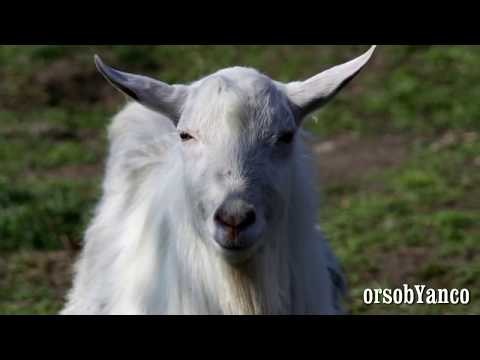 ragno - n.d.a. Sicuramente questo video esprime opinioni