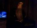 videos de Mekkie