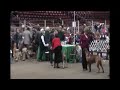 Fabio wins back to back Best of Breed at Monroe WA Nov 14 - 15 2009