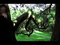 Beta Band - Human Being